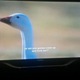 BBC’s Planet Earth (Screenshot: Indie88)